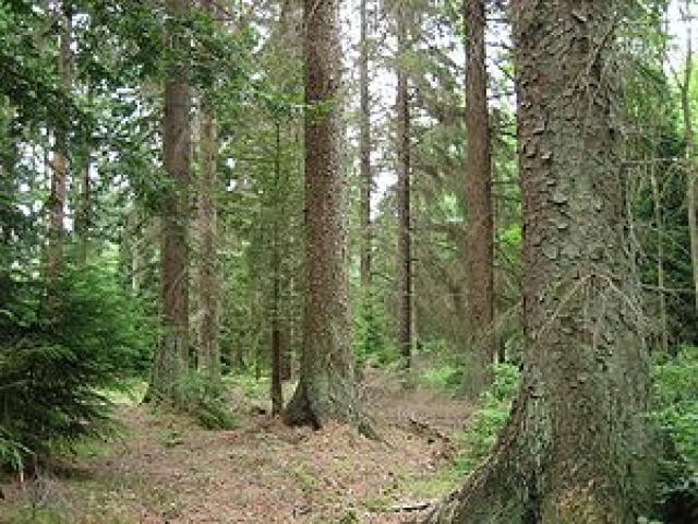  Verkaufe 800Ha Nadelwald in Nordrumänien.